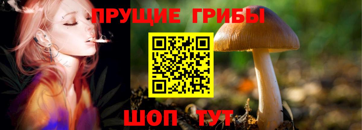 Галлюциногенные грибы Psilocybine cubensis Усинск
